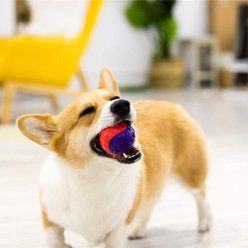 Gigwi Dog Balls Interactive Dog Toys, Multi, 3.2-in, 2 count slide 2 of 7