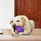 Show in main carousel: Gigwi Bulb Treat Dispensing Dog Toy, Purple, Large slide 7 of 10