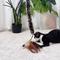 Show in main carousel: Gigwi Wand Fishing Feather Teaser Stick Cat Toy, Brown, 21-in slide 6 of 9