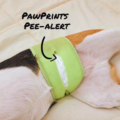 Show full view: WickedPup Male Belly Band Kit Dog Diaper, Size 2: 17.5 to 21.5-in waist, 50 count slide 3 of 13