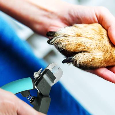 Show full view: Miracle Care QuickFinder Scissor-Style Dog Clippers, Large/Dense Nails slide 7 of 7