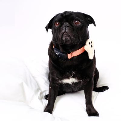 Show full view: Mimi Green Ghost Felted Dog Collar Accessory, White, Fits 1 to 1.5-in wide slide 5 of 5