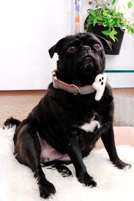 Show full view: Mimi Green Ghost Felted Dog Collar Accessory, White, Fits 1 to 1.5-in wide slide 2 of 5