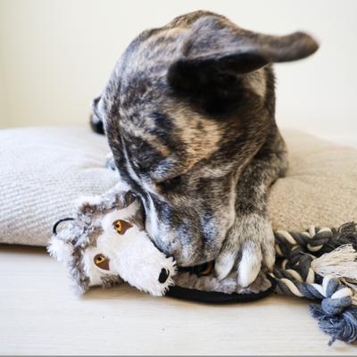 Show full view: SteelDog USA Flat Tugger Wolf Stuffing-Free Tug Dog Toy slide 2 of 6