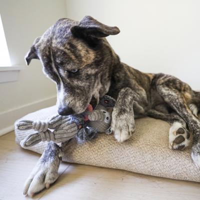 Show full view: SteelDog USA Flat Polka Dot Pal Elephant Squeaky Plush Dog Toy slide 4 of 6