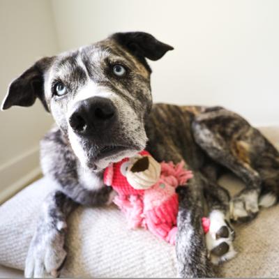 Show full view: SteelDog USA Flat Polka Dot Pal Bear Squeaky Plush Dog Toy slide 3 of 7
