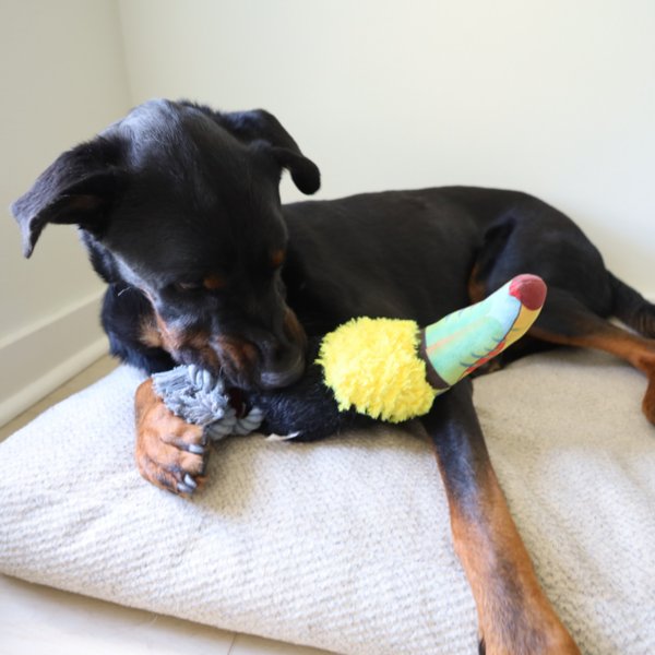 Show full view: SteelDog USA Ruffian Bird Toucan Squeaky Plush Dog Toy slide 5 of 6