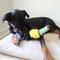 Show in main carousel: SteelDog USA Ruffian Bird Toucan Squeaky Plush Dog Toy slide 5 of 6