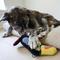 Show in main carousel: SteelDog USA Ruffian Bird Toucan Squeaky Plush Dog Toy slide 2 of 6
