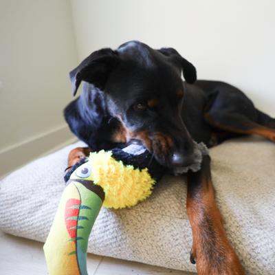 Show full view: SteelDog USA Ruffian Bird Toucan Squeaky Plush Dog Toy slide 4 of 6