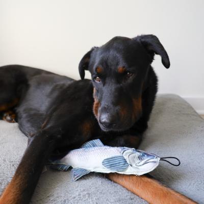 Show full view: SteelDog USA Denim Chinook Crinkle Plush Dog Toy slide 4 of 6