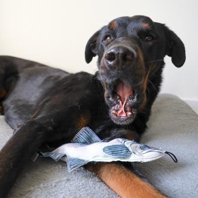 Show full view: SteelDog USA Denim Chinook Crinkle Plush Dog Toy slide 2 of 6