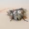 Show in main carousel: SteelDog USA Combo Critter Plush Cat Toy with Catnip Pouch, Grey slide 3 of 4