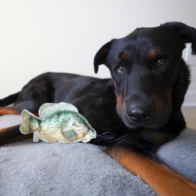 Show full view: SteelDog USA Denim Sunfish Crinkle Plush Dog Toy slide 4 of 6