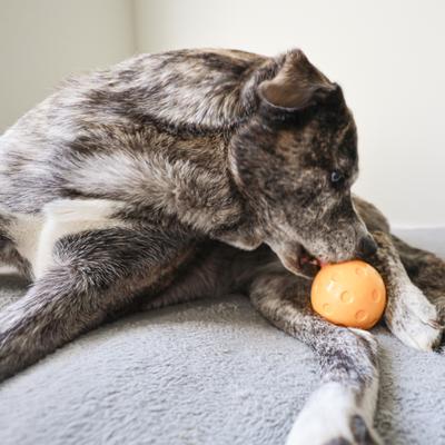 Show full view: SteelDog USA Slow Treater Pickleball Ball Treat Dispenser Dog Toy slide 4 of 5