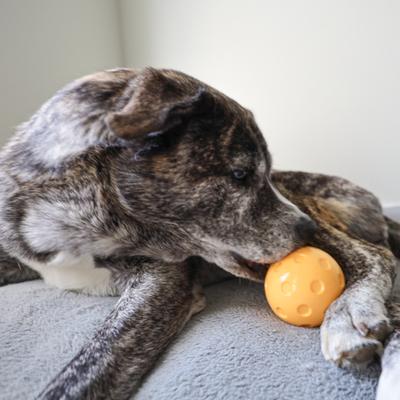 Show full view: SteelDog USA Slow Treater Pickleball Ball Treat Dispenser Dog Toy slide 2 of 5