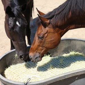 Kensington Protective Products Freedom Feeder Slow Feeding Super Horse Day Net, White, 1-in