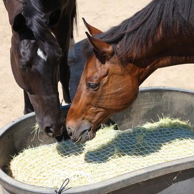 Show full view: Freedom Feeder Slow Feeding Super Horse Day Net, White, 1-in slide 2 of 10