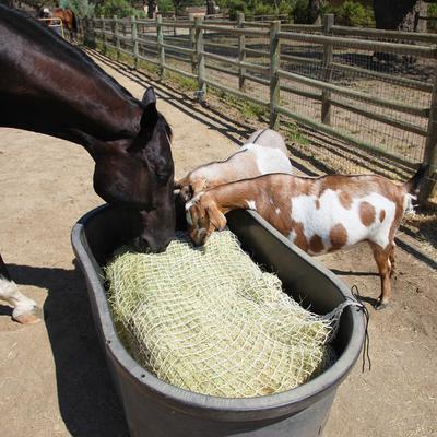 Show full view: Freedom Feeder Slow Feeding Super Horse Day Net, White, 1-in slide 3 of 10