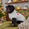Show in main carousel: Frisco Christmas Snowman Dog & Cat Sweater, Cream, Small slide 8 of 11