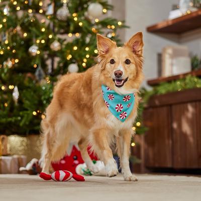 Show full view: Frisco Christmas Peppermint and Plaid Reversible Dog & Cat Bandana, Medium/Large slide 5 of 9