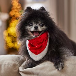 Frisco Holiday Santa Faux Fur Trim Dog & Cat Bandana, X-Small/Small slide 2 of 8