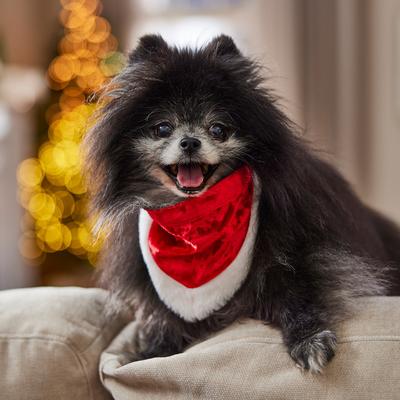 Show full view: Frisco Christmas Santa Faux Fur Trim Dog & Cat Bandana, X-Small/Small slide 6 of 10