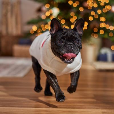 Show full view: Frisco Christmas Snowman Dog & Cat Sweater, Cream, Medium slide 8 of 11