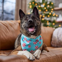 Frisco Christmas Peppermint and Plaid Reversible Dog & Cat Bandana, X-Large/XX-Large slide 2 of 7