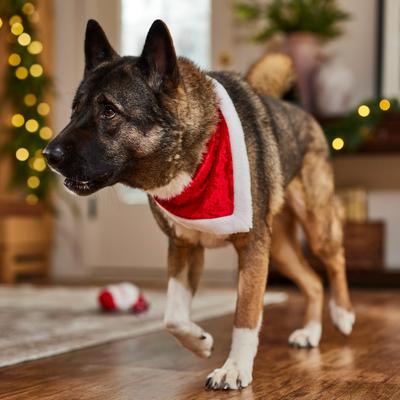 Show full view: Frisco Christmas Santa Faux Fur Trim Dog & Cat Bandana, X-Large/XX-Large slide 5 of 9