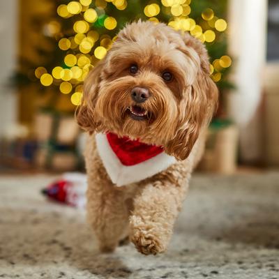 Show full view: Frisco Christmas Santa Faux Fur Trim Dog & Cat Bandana, Medium/Large slide 5 of 9