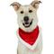 Show in main carousel: Frisco Christmas Santa Faux Fur Trim Dog & Cat Bandana, X-Large/XX-Large slide 1 of 9