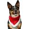 Show in main carousel: Frisco Christmas Santa Faux Fur Trim Dog & Cat Bandana, Medium/Large slide 1 of 9
