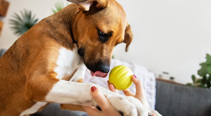 Woof Walkabout Dog Puzzle Toy & Slow-Feeder Kibble Dispenser, Green