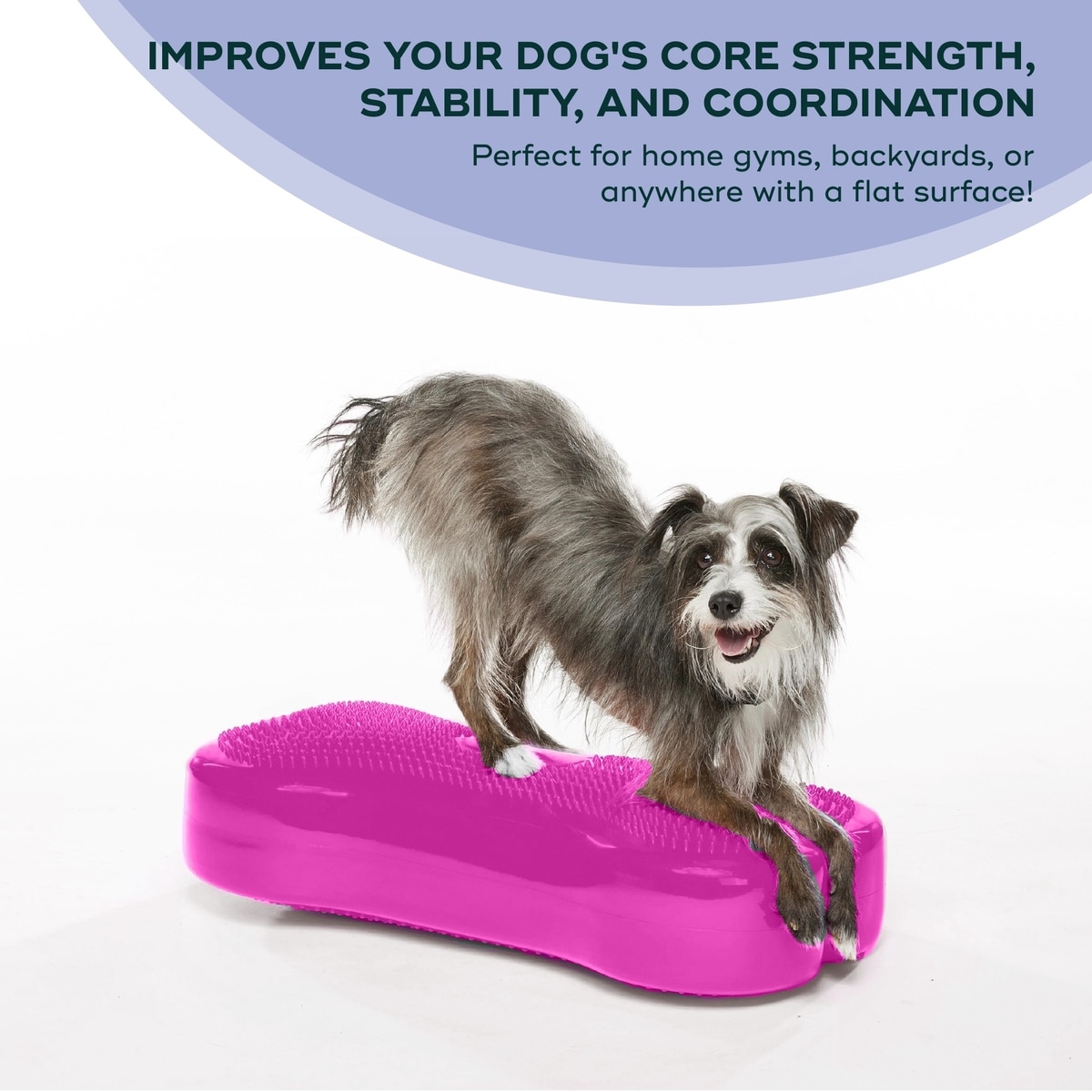 FITPAWS K9FITbone Dog Training Regular Balancing Bone, Razzleberry