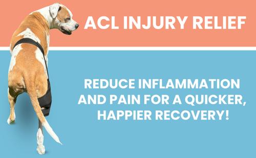 Show full view: Labra Cold Hot Therapy Ice Dog Knee Wrap Brace, Black, Medium slide 6 of 9