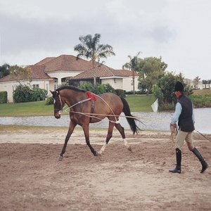 Pessoa Horse Lunging System