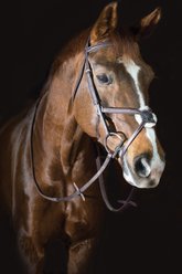 Pessoa PRO Fancy Stitched Figure-8 Horse Bridle