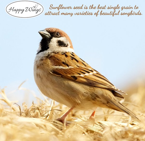Show full view: Happy Wings NO GROW Black Oil Sunflower Seed Wild Bird Food, 4-lb bag slide 5 of 6