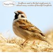 Show in main carousel: Happy Wings NO GROW Black Oil Sunflower Seed Wild Bird Food, 4-lb bag slide 5 of 6