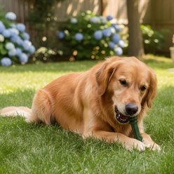 Burt's Bees Manuka Honey + Ginger Medium/Large Peppermint Dental Dog Treats, 7.4-oz bag slide 2 of 6