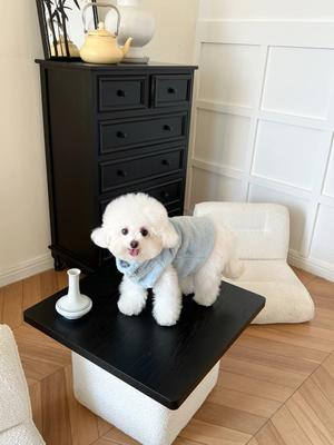 Show full view: Dolly Pet Elsa's Reversible Fur Dog Coat, X-Small slide 4 of 7