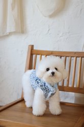 Dolly Pet Elsa's Reversible Fur Dog Coat, X-Small