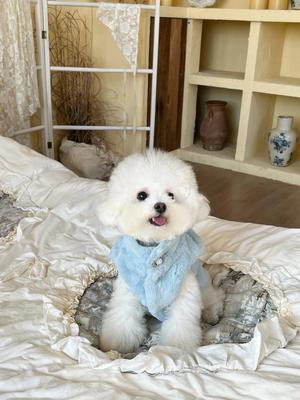 Show full view: Dolly Pet Elsa's Reversible Fur Dog Coat, X-Small slide 2 of 7