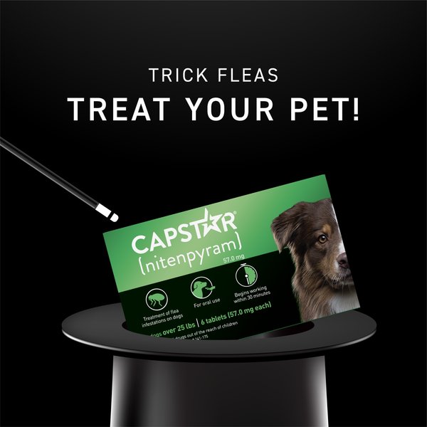 Large Dogs Buy Discount Capstar For Dogs CAPSTAR Flea Oral