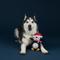 Show in main carousel: Fringe Studio Christmas Happy Pawlidays Plush Dog Toy slide 3 of 3