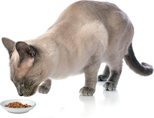 Show full view: PetRageous Designs Bubble Fish Ceramic Cat Saucer, White/Turquoise Shimmer, 2.5-oz slide 4 of 4