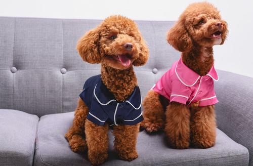 Show full view: Both Tails Dog Pajamas, Blue, Small slide 8 of 9