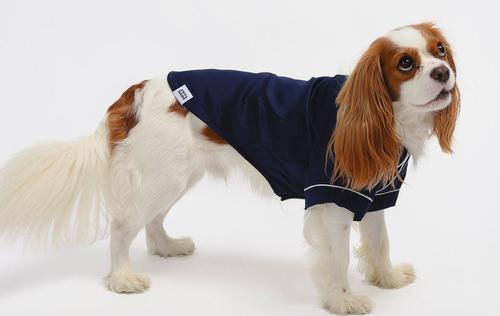 Show full view: Both Tails Dog Pajamas, Blue, Small slide 6 of 9