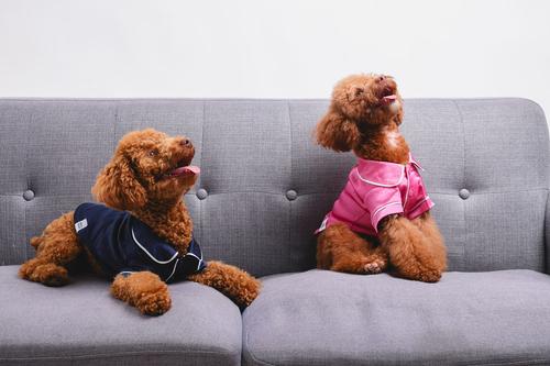 Show full view: Both Tails Dog Pajamas, Blue, Small slide 7 of 9